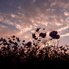 夕闇