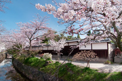 春…哲学の道　その②