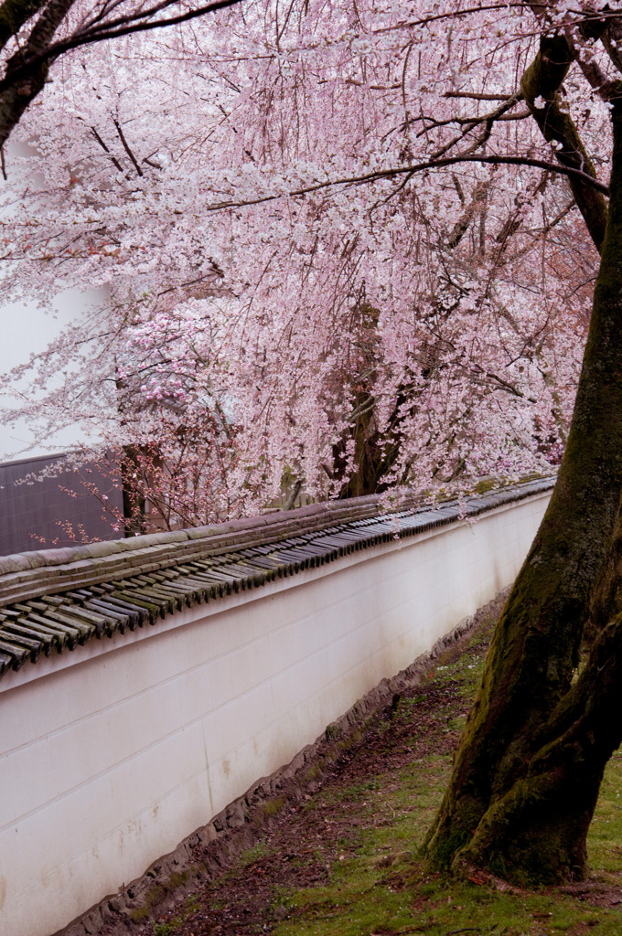 醍醐寺　枝垂れ桜