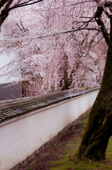 醍醐寺　枝垂れ桜