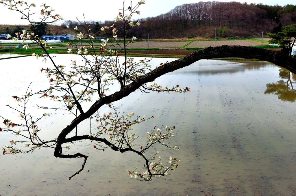 田園風景