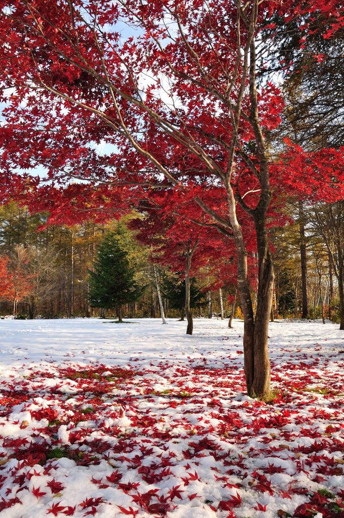 美瑛町は早くも雪・・・・雪上の紅葉と落ち葉