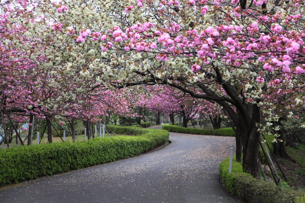 桜ロード