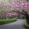 桜ロード