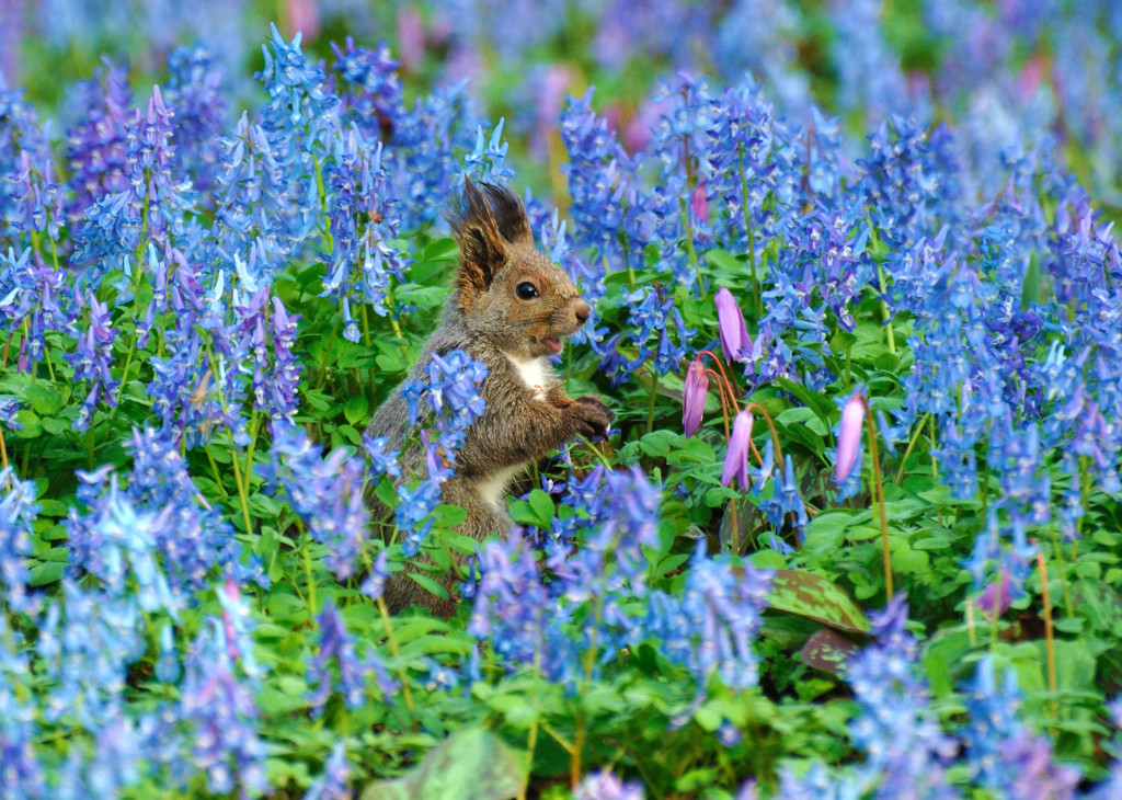 お花畑の中で