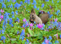 お花畑でこんにちは