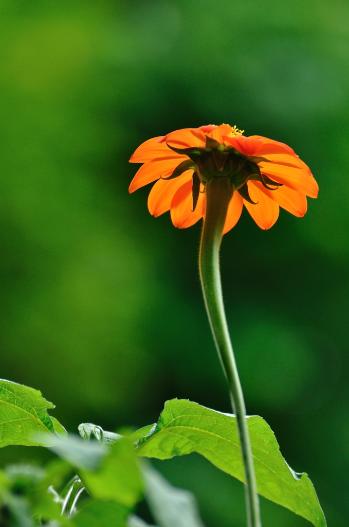 Cool　Color　of　Orange