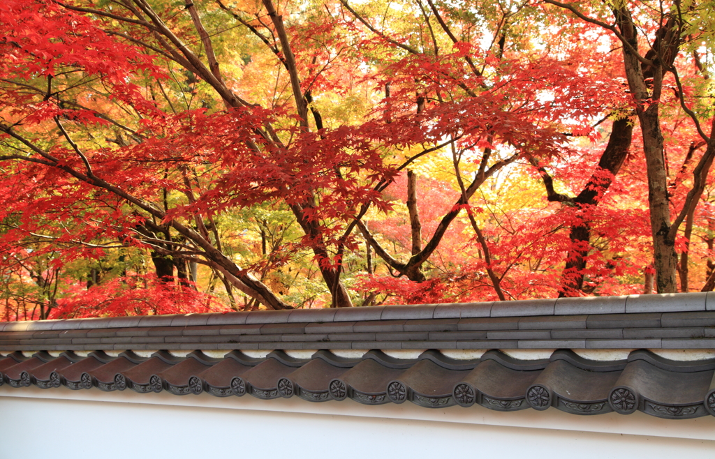 燃え萌え～永観堂　禅林寺にて
