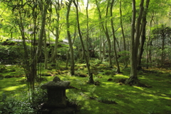 悲恋の舞台～祇王寺