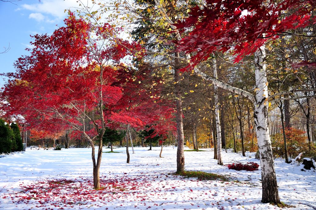 雪上の紅葉と白樺