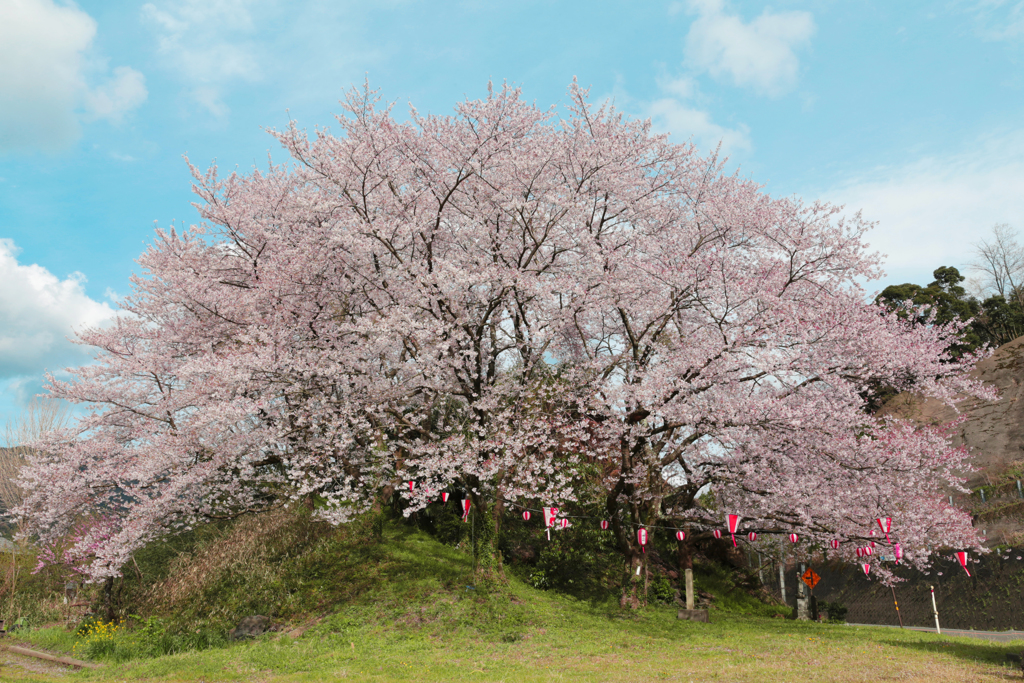 名もない桜