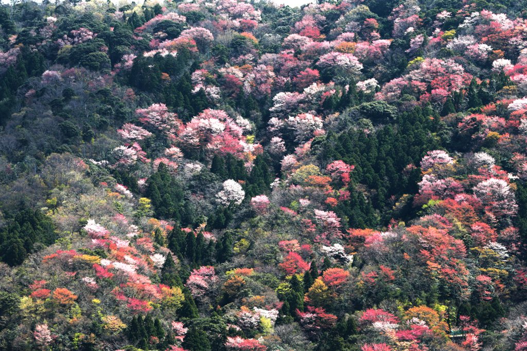 神子の山桜 By Maple Syrup Id 写真共有サイト Photohito