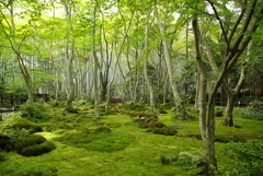 光さす苔庭～祇王寺にて