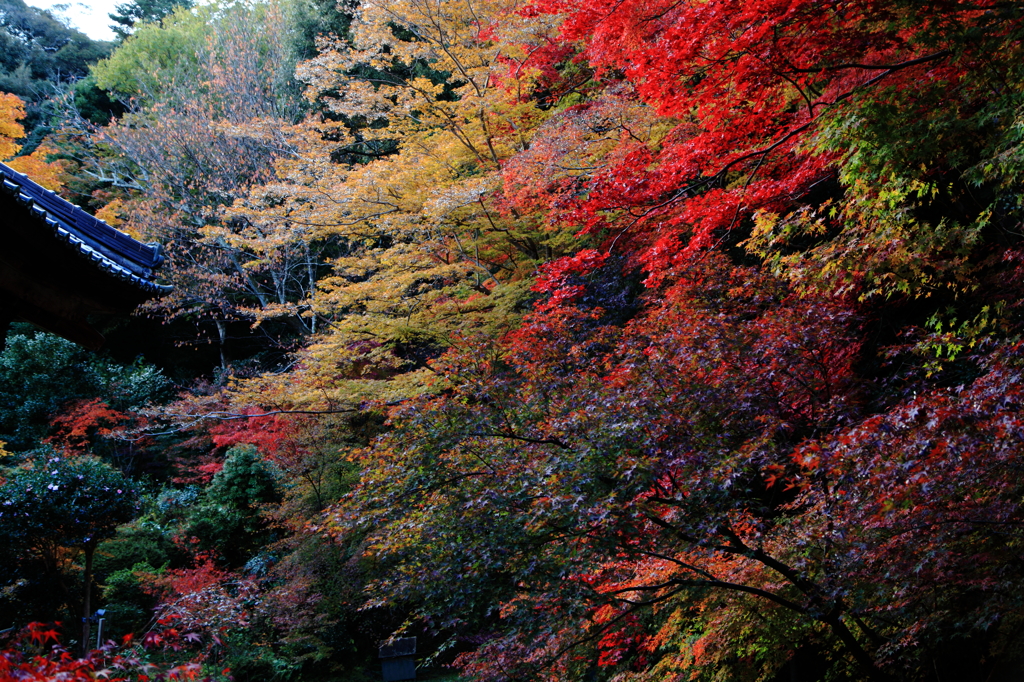 紅響樂