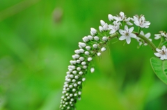 5分咲きが美しい花