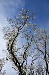 空に伸びて