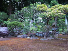 庭