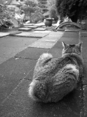 後ろ姿の猫