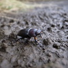 コクワガタ？