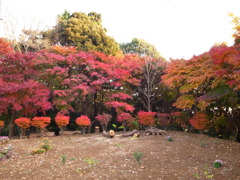 庭の紅葉1