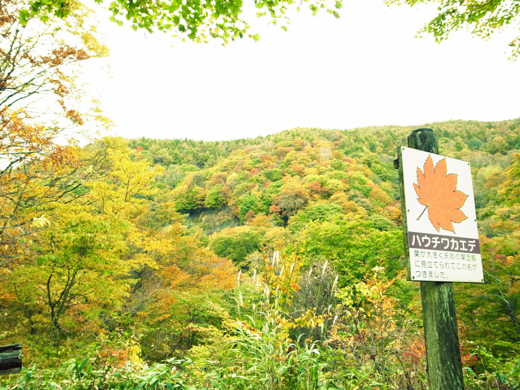 日塩もみじライン・白滝の紅葉