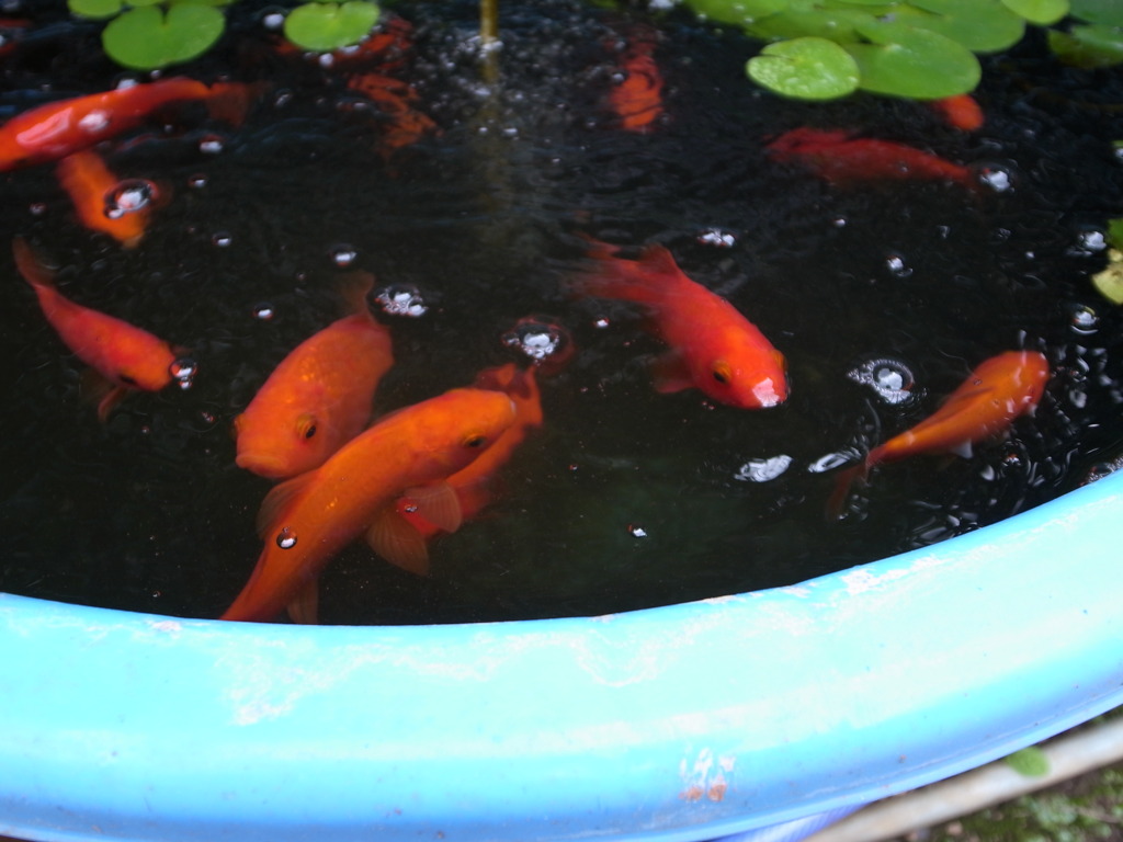 金魚