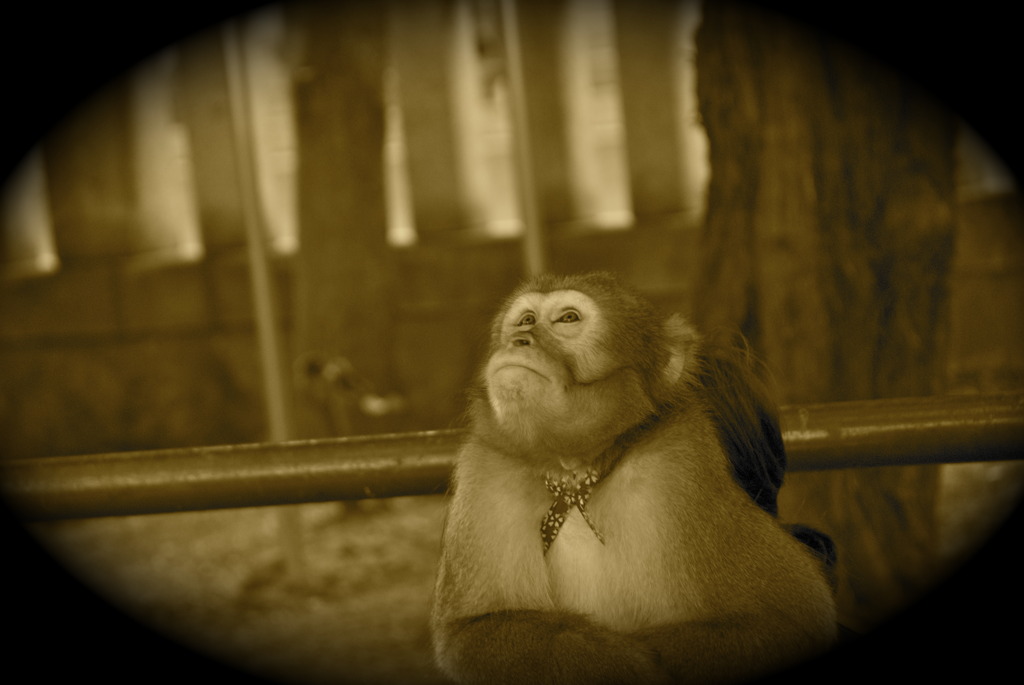 猿だって悩むのです。