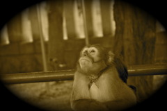 猿だって悩むのです。