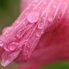 芙蓉