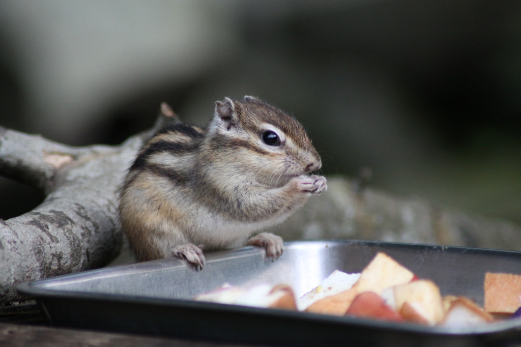 食欲の秋