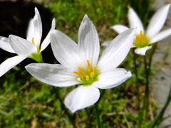 庭の花
