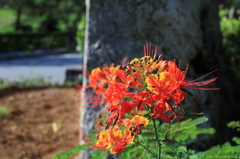 この花なぁ～んだ？