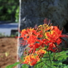 この花なぁ～んだ？