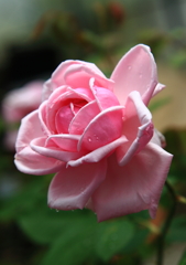 桜色の薔薇