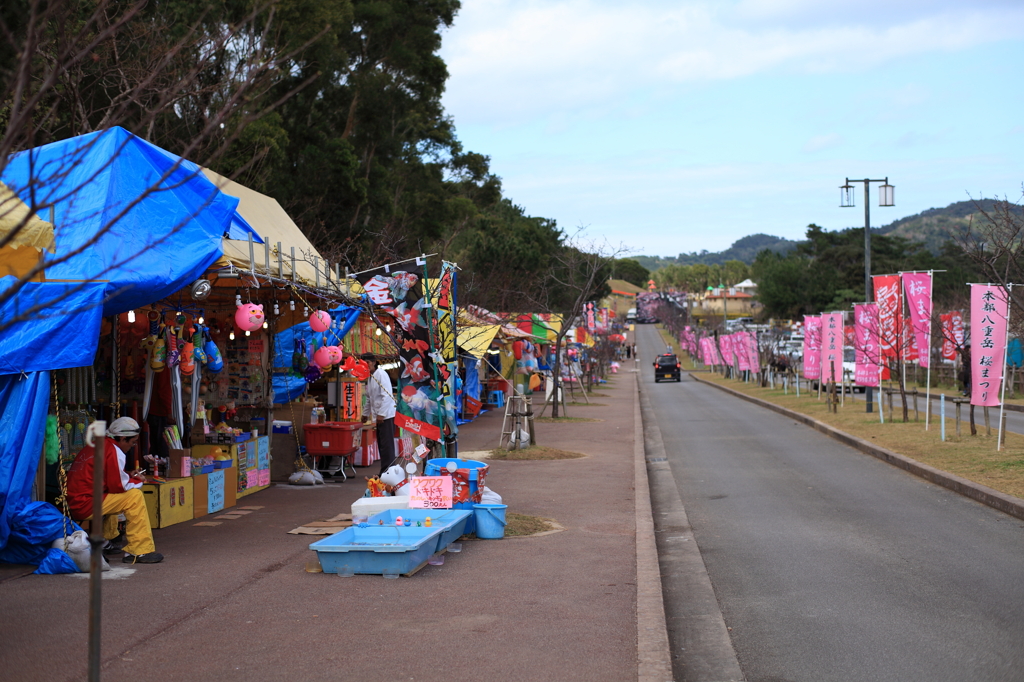 八重岳桜祭り会場