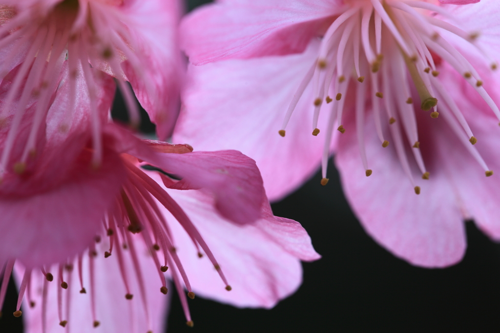 桜みっつ