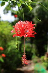 何の花？？