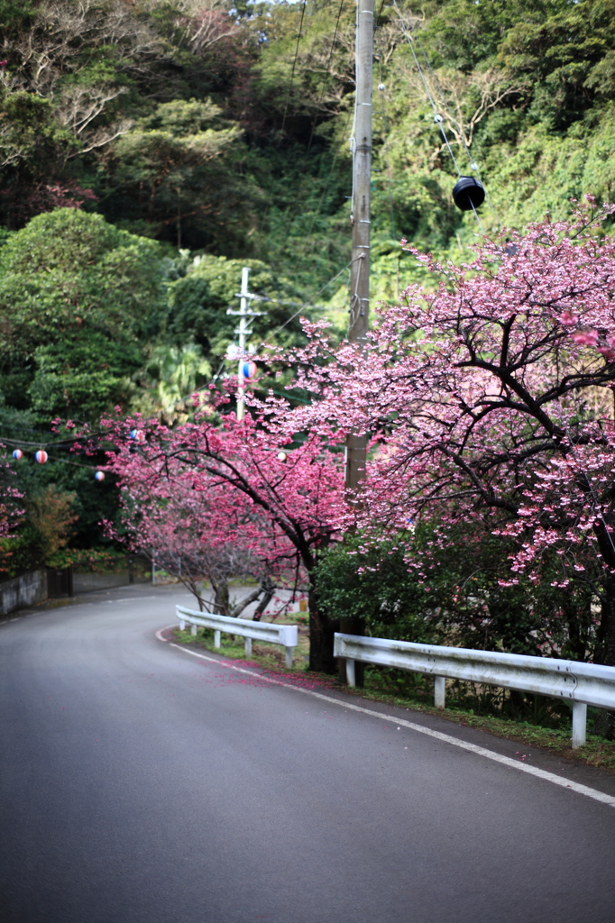 桜の道