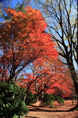 癒し