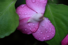 霧雨舞う頃に