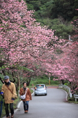 sakura並木