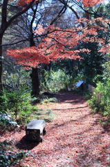 紅の傘