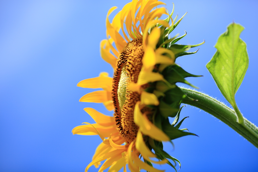 そらとひまわり