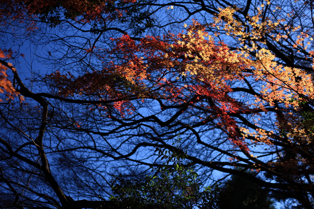 太陽の悪戯