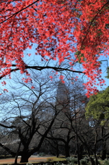 都庁と紅葉