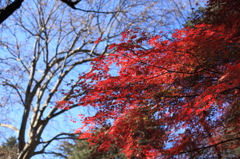 遅めの秋
