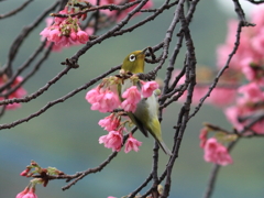 撮らないでぇ