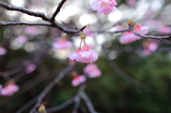 桜と木漏れ日