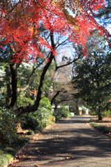 新宿御苑の風景