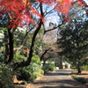 新宿御苑の風景